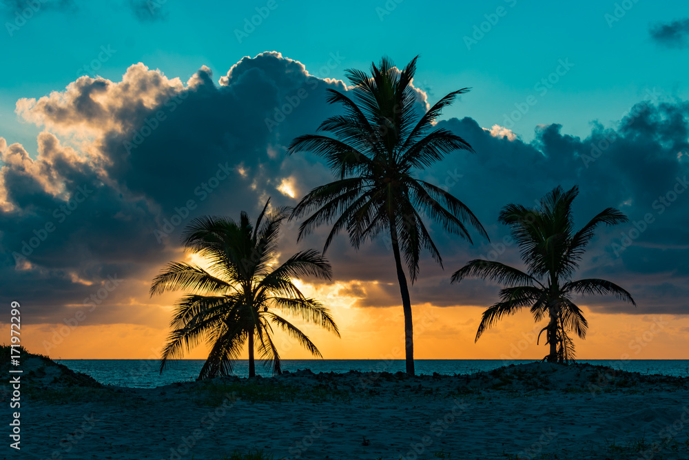 three palm trees near the ocean on an early cloudy summer morning