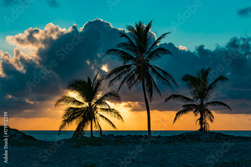 three palm trees near the ocean on an early cloudy summer morning