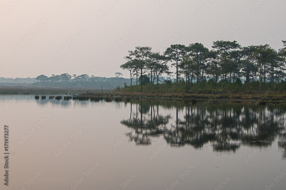 Naklejka premium Pine trees along the reservoir and reflection on the water.