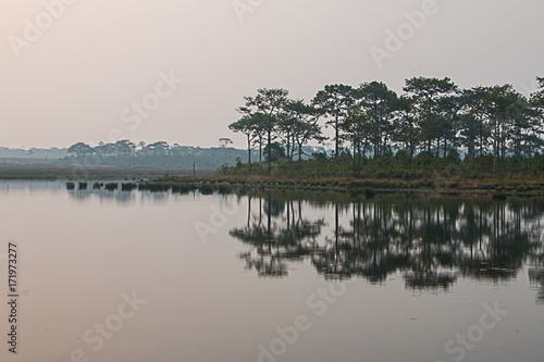 Pine trees along the reservoir and reflection on the water. photo