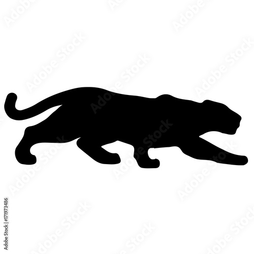 Black panther creeps up to victim