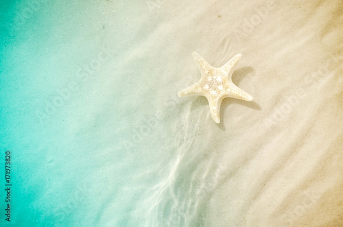 starfish on the summer beach with sand