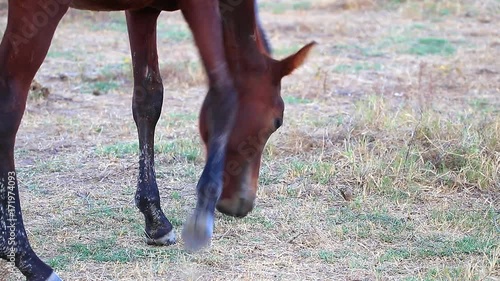 Close-up view of purebred andalusian spanish horse in dry pasture at sunset