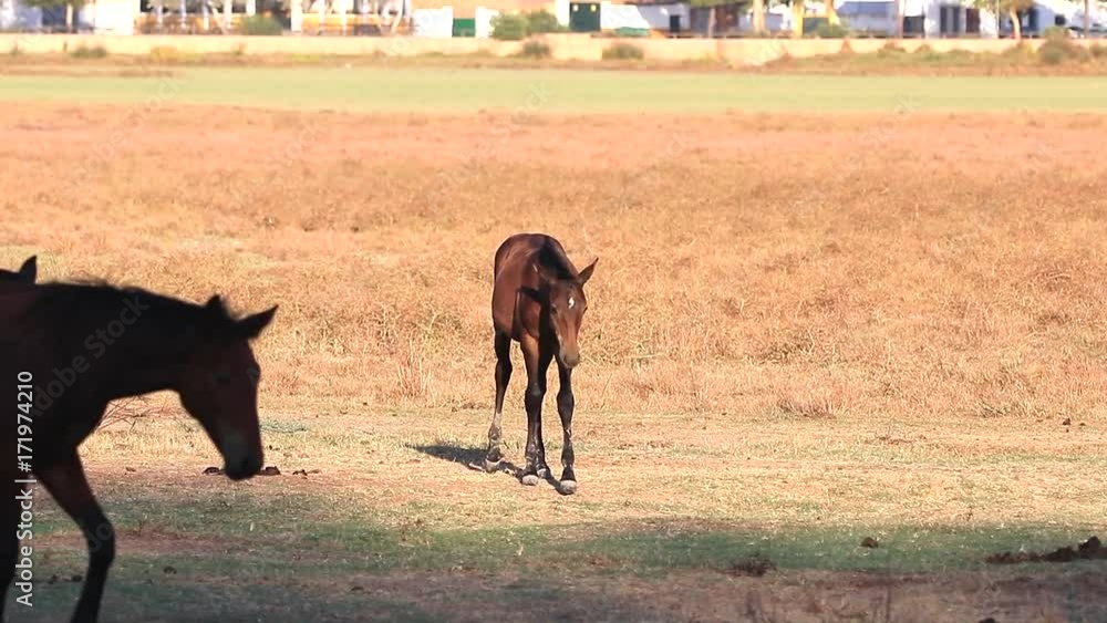 Purebred andalusian spanish foal walks on dry pasture at sunset Purebred andalusian spanish foal walks on dry pasture at sunset