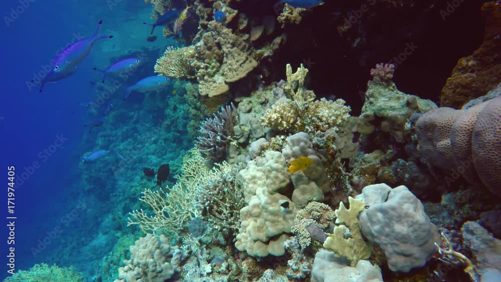 Diving. Tropical fish and coral reef. Underwater life in the ocean. Colorful corals and fish. Diving. Tropical fish and coral reef. Underwater life in the ocean. Colorful corals and fish.