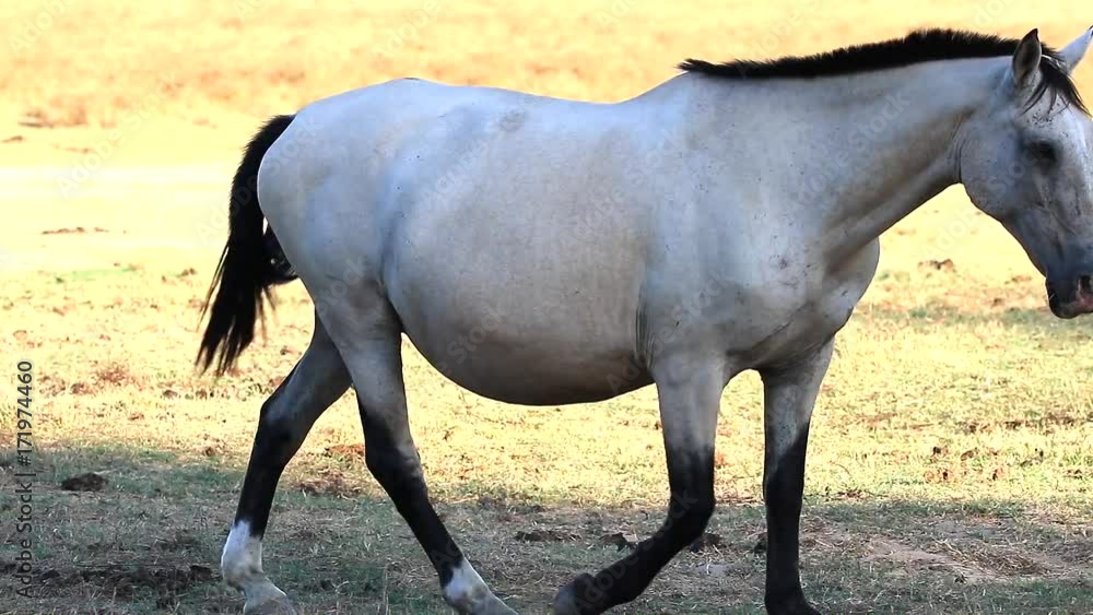Purebred andalusian spanish horse walks on dry pasture at sunset Purebred andalusian spanish horse walks on dry pasture at sunset