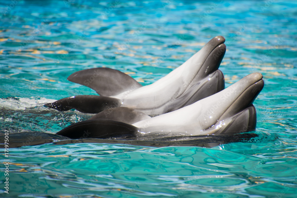 Naklejka premium Dolphins swimming on their backs