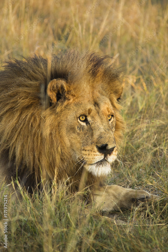 Male lion, Botswana, Africa