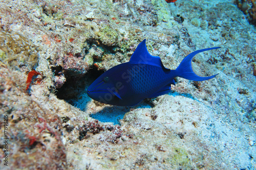 Red-toothed triggerfish