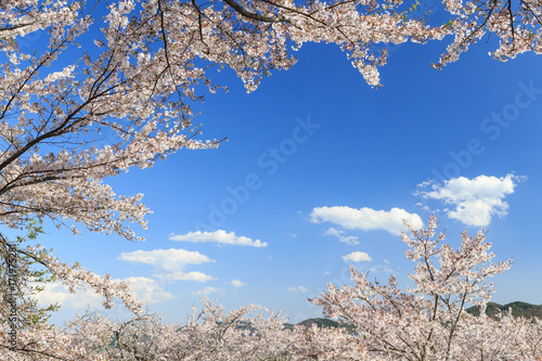 Wallpaper Mural 津山城 -春爛漫感動の桜- Torontodigital.ca