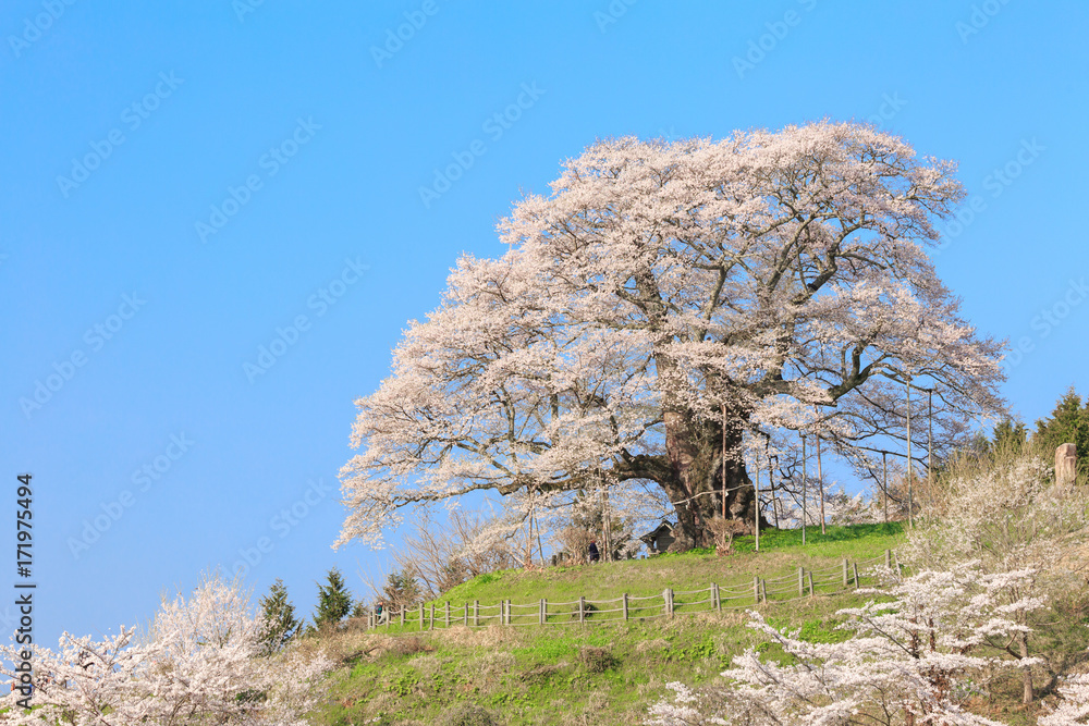 Fototapeta premium 醍醐桜 -推定1000年の大桜-
