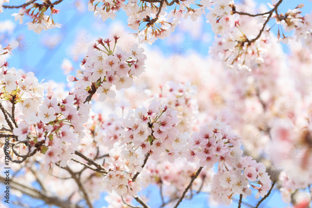 満開の桜 満開の桜