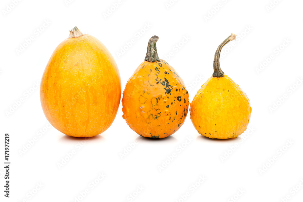 set of small pumpkins isolated on white background