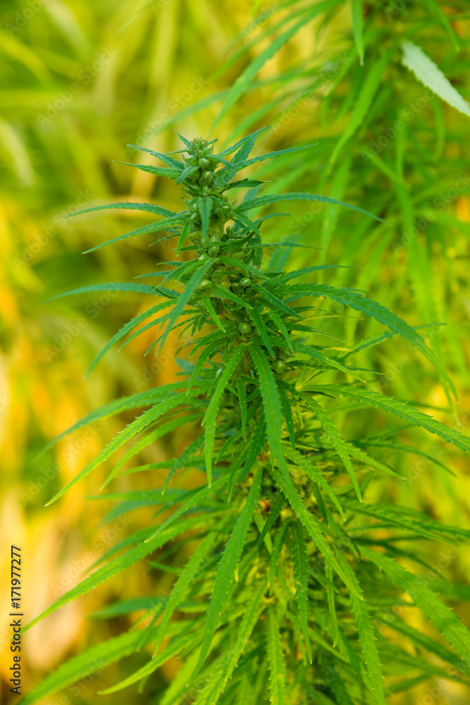 Cannabispflanzen Cannabispflanzen