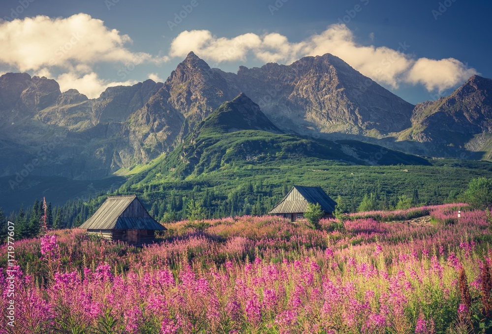 Fototapeta premium Tatry, krajobraz Polski, kolorowe kwiaty i domki w Hali Gąsienicowej, lato