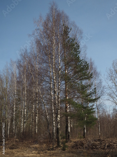 Wallpaper Mural Spruce and birch. Torontodigital.ca