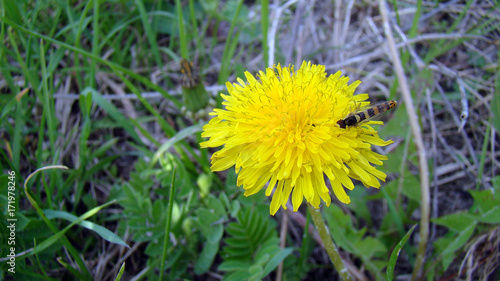 dandelion