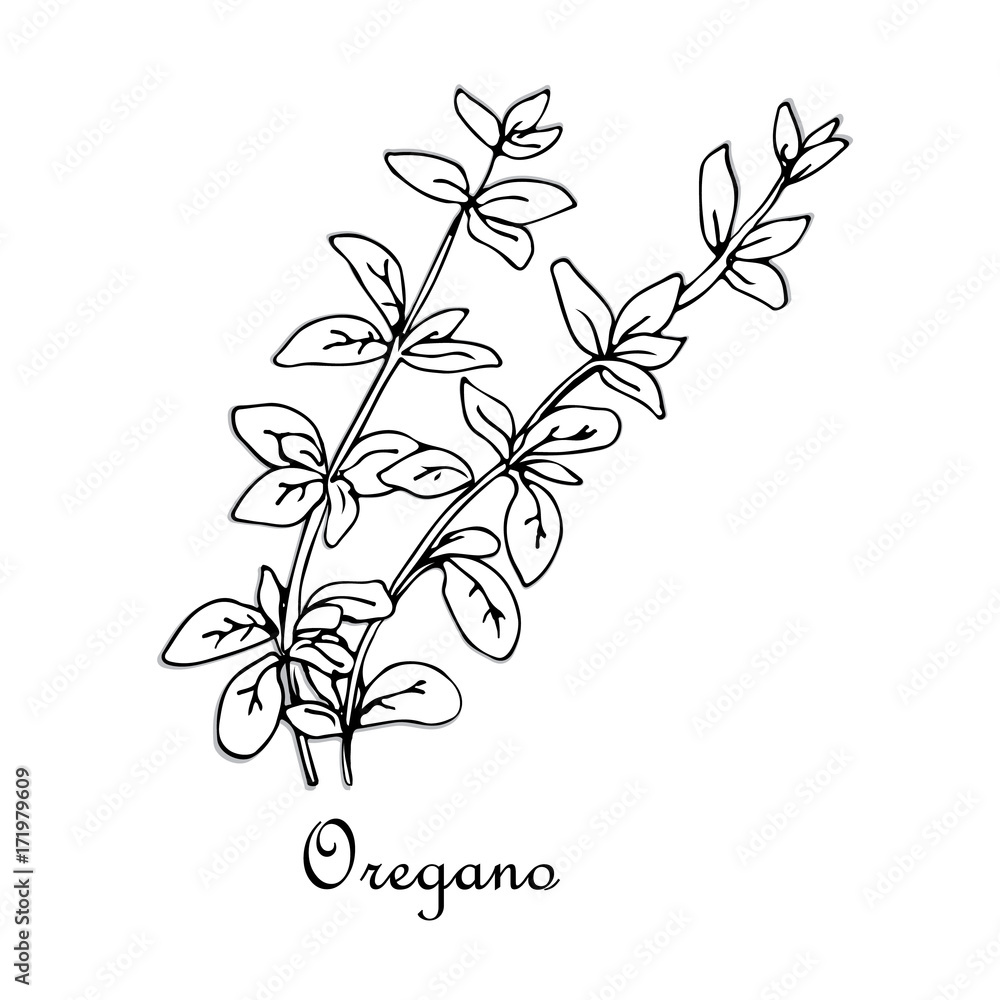 Oregano, doodle sketch Oregano, doodle sketch