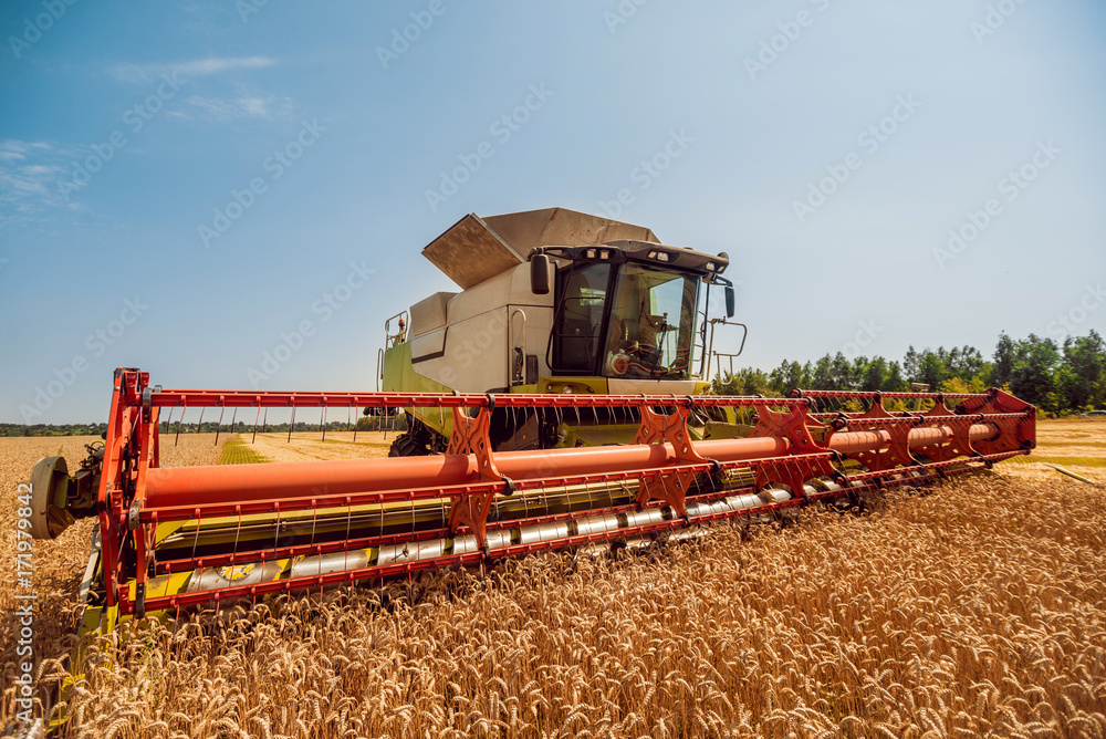 Fototapeta premium Combine harvester in action on wheat field. Process of gathering a ripe crop.