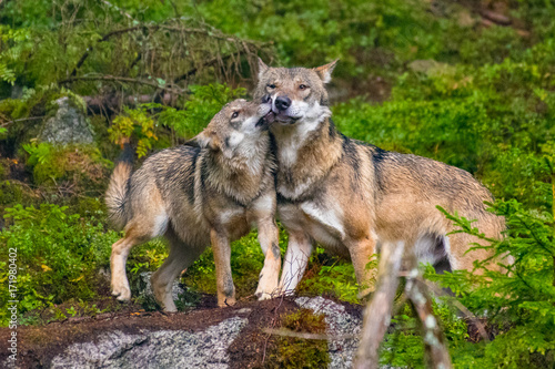 The gray wolf or grey wolf (Canis lupus) standing on a rock © vaclav