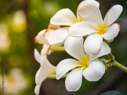 bouquet white plumeria on blurred background