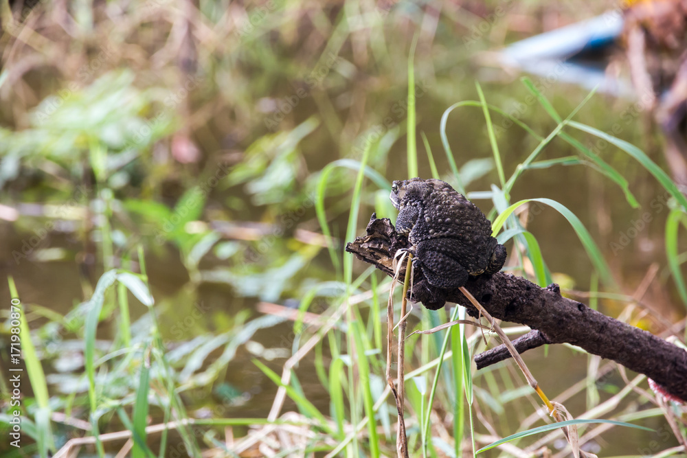 Obraz premium toad sitting on the dead branch