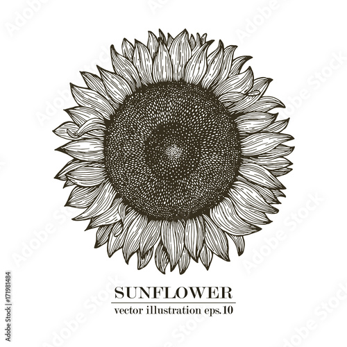 Sunflower vintage engraved illustration. Sunflower hand drawn. Vector illustration