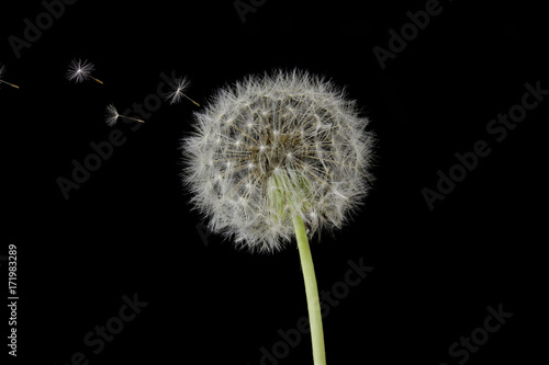 Dandelion Blowing