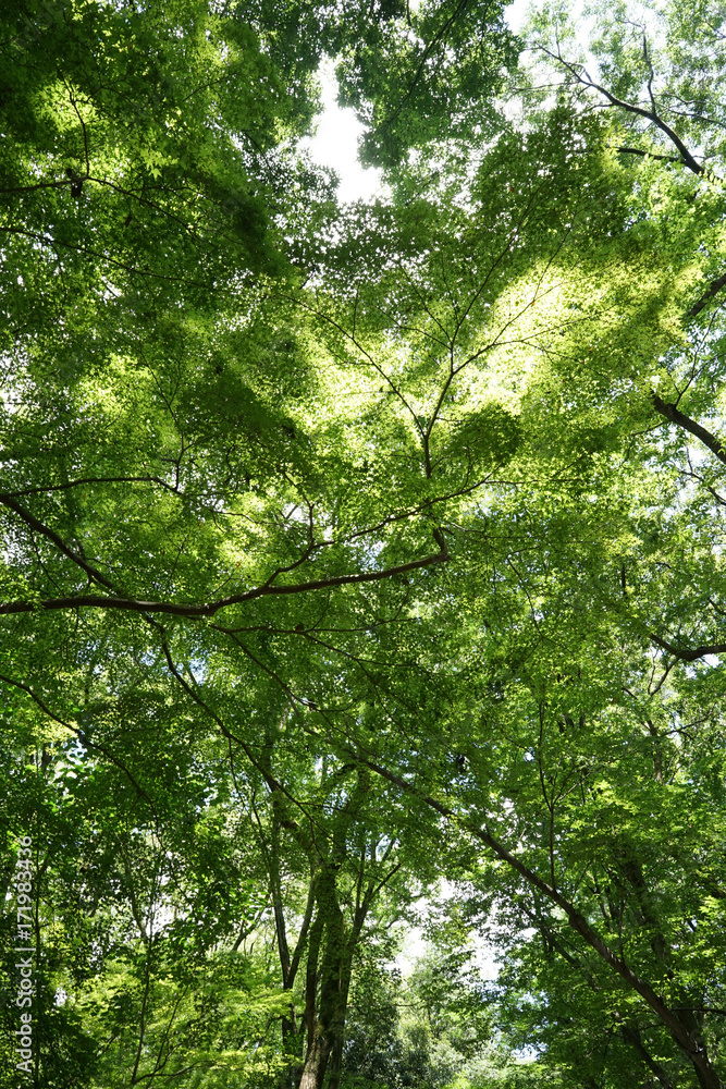 Obraz premium 下鴨神社 糺ノ森