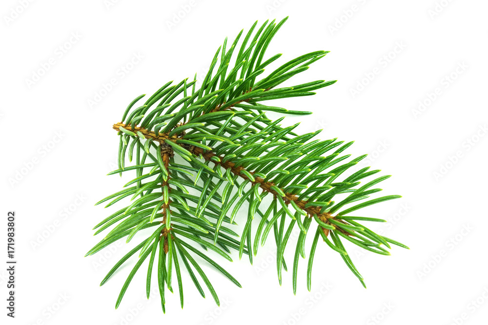 Naklejka premium Tannenzweig auf weissem Hintergrund