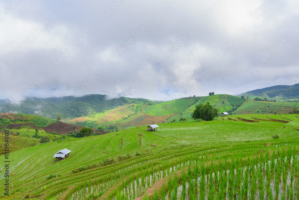 view of green rice fields terrace mountain with cottage in countryside Land with grown plants of paddy and sea of fog at Pa Pong Piang, Thailand