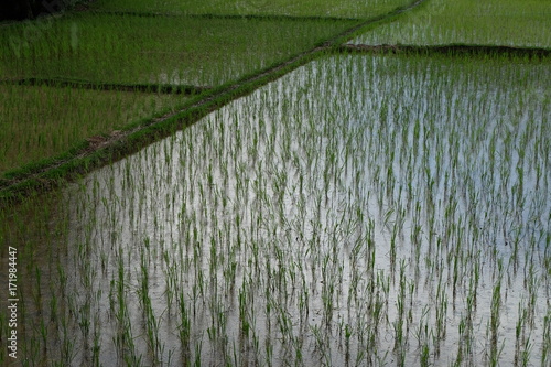Natural landscape green field