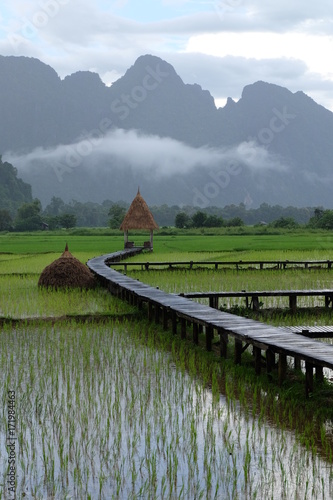 Natural landscape green field
