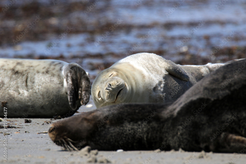 Fototapeta premium Müde Robbenkolonie