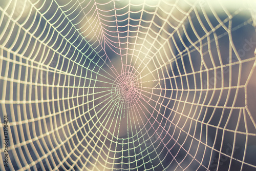 Close up view of the strings of a spiders web. Spider web with colorful background, nature series
