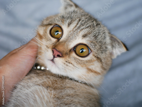 Close-up focus on the eyes of a Golden cute kitten cat with big brown yellow eyes