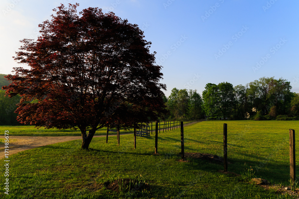 Meadow scene with red oak and road way leading around fenced pasture area Meadow scene with red oak and road way leading around fenced pasture area