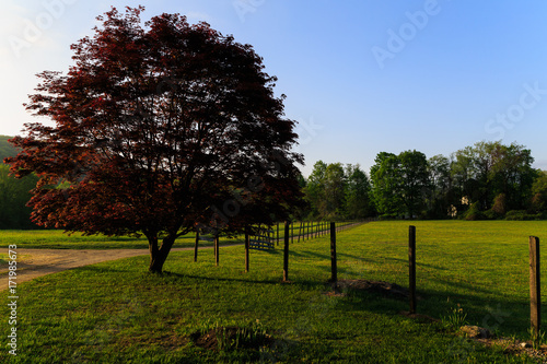 Meadow scene with red oak and road way leading around fenced pasture area
