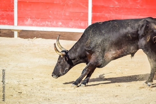 Course Camarguaise.