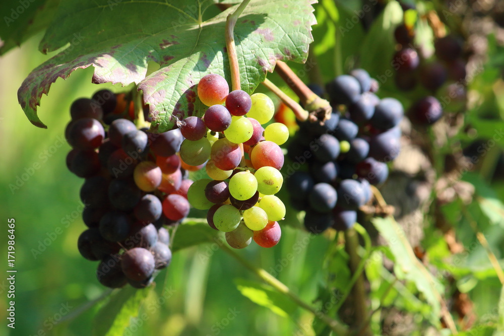 ripe grapes