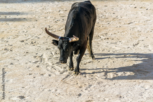 Course Camarguaise.