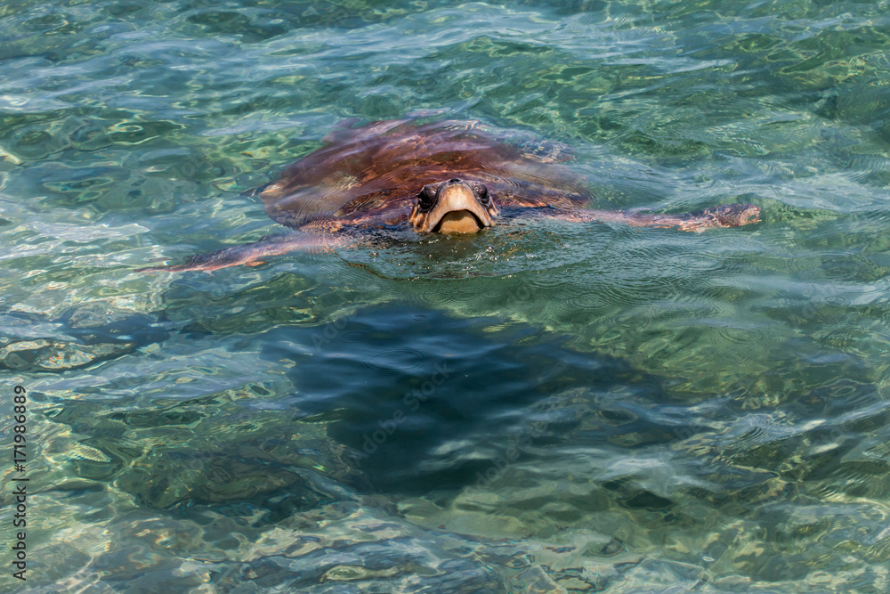 Turtle coming out of the water