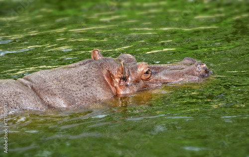 Hippo swims in a lake. African Hippopotamus. Wildlife of Africa. Close up photo. Amazing portrait. Wild powerful animals in National Parks.