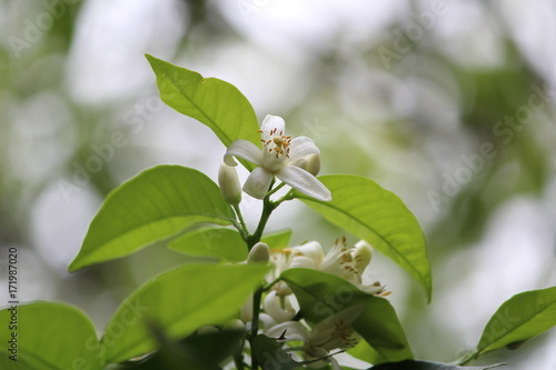 Flores de laranjeira photo