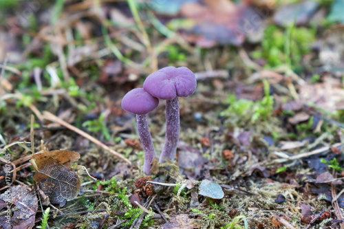 Vászonkép Laccaria amethystina, commonly known as the amethyst deceiver