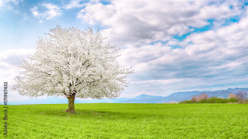 Fototapeta premium Flowering fruit tree cherry blossom. Single tree on the horizon with white flowers in the spring. Fresh green meadow with blue sky and white clouds.