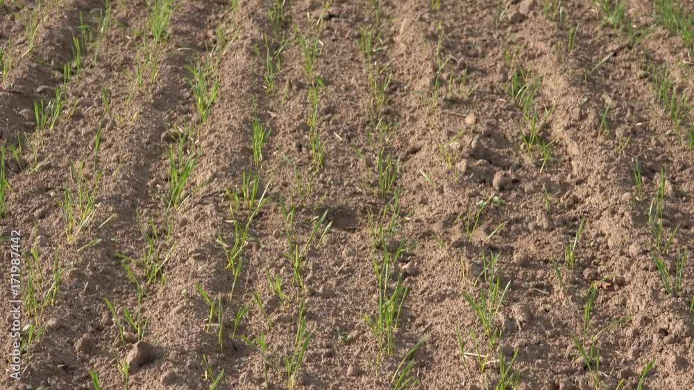 Autumn, shoots of winter crops of grain. Tilt up. 4K Autumn, shoots of winter crops of grain. Tilt up. 4K
