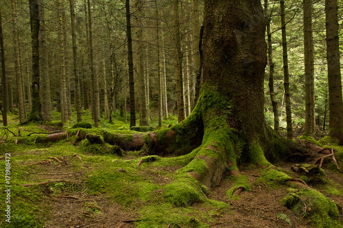 Roots of a big tree with green moss  in a deep green forest near Bergen, Norway
