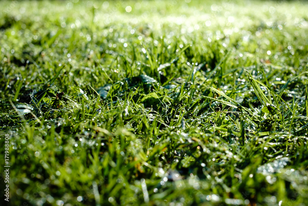 Grass covered in dew Grass covered in dew