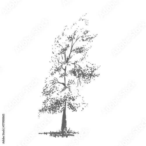 Hand-drawn tree, poplar. Realistic image in shades of gray, sketch painted with ink brush